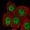 RB Binding Protein 6, Ubiquitin Ligase antibody, HPA043544, Atlas Antibodies, Immunofluorescence image 