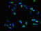Chymotrypsin Like antibody, orb46752, Biorbyt, Immunofluorescence image 
