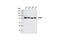 X-Ray Repair Cross Complementing 5 antibody, 2753S, Cell Signaling Technology, Western Blot image 