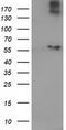 Acyl-coenzyme A thioesterase 12 antibody, TA502396S, Origene, Western Blot image 