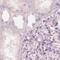 Keratin 82 antibody, PA5-63605, Invitrogen Antibodies, Immunohistochemistry frozen image 