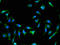RAB25, Member RAS Oncogene Family antibody, A63258-100, Epigentek, Immunofluorescence image 