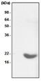 HspB5 antibody, MCA2697, Bio-Rad (formerly AbD Serotec) , Enzyme Linked Immunosorbent Assay image 