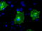 Butyrophilin subfamily 3 member A2 antibody, TA500730, Origene, Immunofluorescence image 
