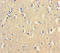 ZNF9 antibody, A50129-100, Epigentek, Immunohistochemistry paraffin image 