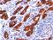 Thyroglobulin antibody, NBP2-33070, Novus Biologicals, Immunohistochemistry paraffin image 