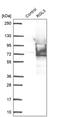 Ral Guanine Nucleotide Dissociation Stimulator Like 3 antibody, PA5-60107, Invitrogen Antibodies, Western Blot image 