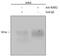 RUNX Family Transcription Factor 2 antibody, AF2006, R&D Systems, Western Blot image 