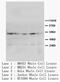 Peroxisome proliferator-activated receptor gamma antibody, AP23415PU-N, Origene, Western Blot image 