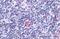 Leukotriene B4 receptor 2 antibody, GTX70605, GeneTex, Immunohistochemistry paraffin image 