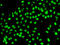 Methylphosphate Capping Enzyme antibody, LS-C346236, Lifespan Biosciences, Immunofluorescence image 