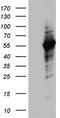 NGFI-A Binding Protein 1 antibody, TA803221BM, Origene, Western Blot image 