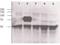 Angiopoietin 2 antibody, GTX28452, GeneTex, Western Blot image 