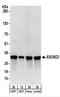 Exosome complex exonuclease RRP4 antibody, NBP2-22240, Novus Biologicals, Western Blot image 