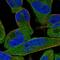 Striatin Interacting Protein 1 antibody, HPA060498, Atlas Antibodies, Immunocytochemistry image 