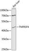TNF Receptor Superfamily Member 4 antibody, 19-120, ProSci, Western Blot image 