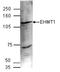 Euchromatic Histone Lysine Methyltransferase 1 antibody, TA347120, Origene, Western Blot image 