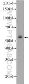 SMG9 Nonsense Mediated MRNA Decay Factor antibody, 24797-1-AP, Proteintech Group, Western Blot image 