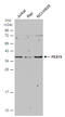 Peroxisomal biogenesis factor 19 antibody, GTX114959, GeneTex, Western Blot image 