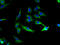 Potassium Calcium-Activated Channel Subfamily M Alpha 1 antibody, A64666-100, Epigentek, Immunofluorescence image 