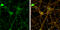 Discs Large MAGUK Scaffold Protein 4 antibody, GTX133167, GeneTex, Immunofluorescence image 