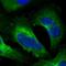 DRG1 antibody, HPA006881, Atlas Antibodies, Immunofluorescence image 