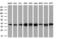 Ubiquitin-like-conjugating enzyme ATG3 antibody, LS-C793250, Lifespan Biosciences, Western Blot image 