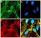 Selectin P antibody, 710281, Invitrogen Antibodies, Immunofluorescence image 