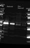 Peroxidase antibody, orb344171, Biorbyt, Western Blot image 