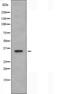 Olfactory Receptor Family 4 Subfamily F Member 6 antibody, orb227594, Biorbyt, Western Blot image 
