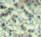 Aurora Kinase A antibody, TA333165, Origene, Immunohistochemistry frozen image 
