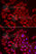 1-Acylglycerol-3-Phosphate O-Acyltransferase 2 antibody, A6518, ABclonal Technology, Immunofluorescence image 