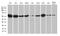 Heterogeneous nuclear ribonucleoprotein H antibody, M07691, Boster Biological Technology, Western Blot image 