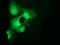 Cyclin Dependent Kinase 2 antibody, TA502936, Origene, Immunofluorescence image 