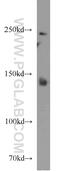 Coagulation Factor V antibody, 20963-1-AP, Proteintech Group, Western Blot image 