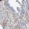 Complement C1s antibody, NBP1-86439, Novus Biologicals, Immunohistochemistry frozen image 