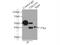 Ubiquitin Like Domain Containing CTD Phosphatase 1 antibody, 12099-1-AP, Proteintech Group, Immunoprecipitation image 