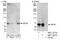 Centrosomal Protein 76 antibody, NBP1-28750, Novus Biologicals, Western Blot image 