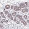 Family With Sequence Similarity 241 Member A antibody, HPA062443, Atlas Antibodies, Immunohistochemistry paraffin image 