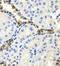 Endonuclease G, mitochondrial antibody, FNab02760, FineTest, Immunohistochemistry frozen image 