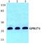 Probable G-protein coupled receptor 171 antibody, A14498-2, Boster Biological Technology, Western Blot image 