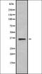 HUS1 Checkpoint Clamp Component B antibody, orb378113, Biorbyt, Western Blot image 