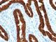 Keratin 19 antibody, V2679IHC-7ML, NSJ Bioreagents, Immunohistochemistry frozen image 