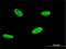 RUNX Family Transcription Factor 2 antibody, H00000860-M01, Novus Biologicals, Immunocytochemistry image 