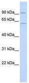 CUGBP Elav-like family member 2 antibody, TA345978, Origene, Western Blot image 