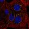 Calcium Voltage-Gated Channel Auxiliary Subunit Beta 3 antibody, HPA059515, Atlas Antibodies, Immunocytochemistry image 