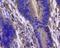 Chromosome 1 Open Reading Frame 141 antibody, orb155906, Biorbyt, Immunohistochemistry paraffin image 
