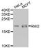 RecQ Mediated Genome Instability 2 antibody, STJ110821, St John