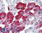 Junctophilin 3 antibody, LS-B3876, Lifespan Biosciences, Immunohistochemistry paraffin image 