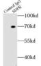 Caveolae Associated Protein 2 antibody, FNab07672, FineTest, Immunoprecipitation image 